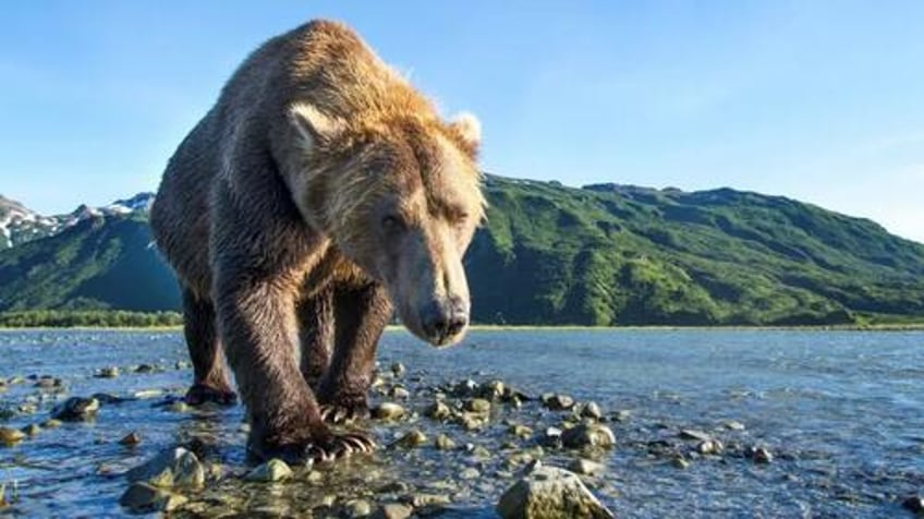 woman found dead after grizzly bear encounter near yellowstone