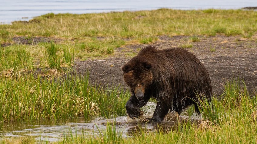 woman found dead in montana after grizzly bear mauling near yellowstone identified