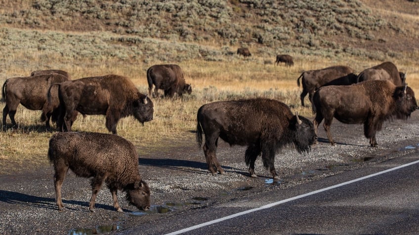 woman found dead in montana following suspected grizzly bear encounter near yellowstone