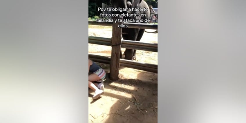 woman goes viral after shes knocked to the ground while taking photos with elephants in thailand