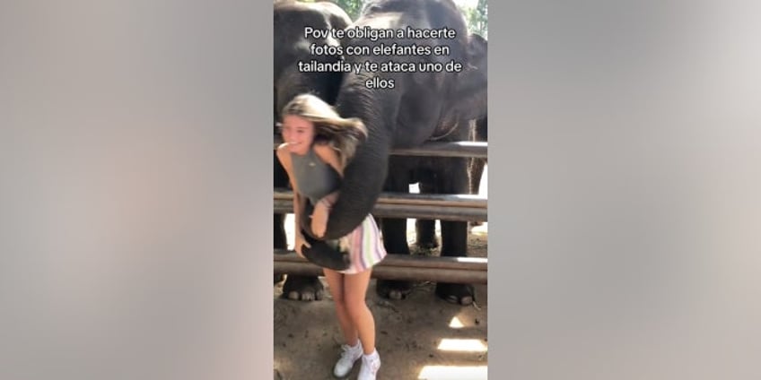 woman goes viral after shes knocked to the ground while taking photos with elephants in thailand