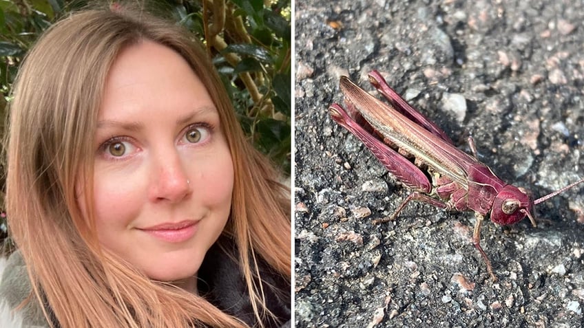 woman spots stunning pink grasshopper while on her lunch break walk theyre so rare