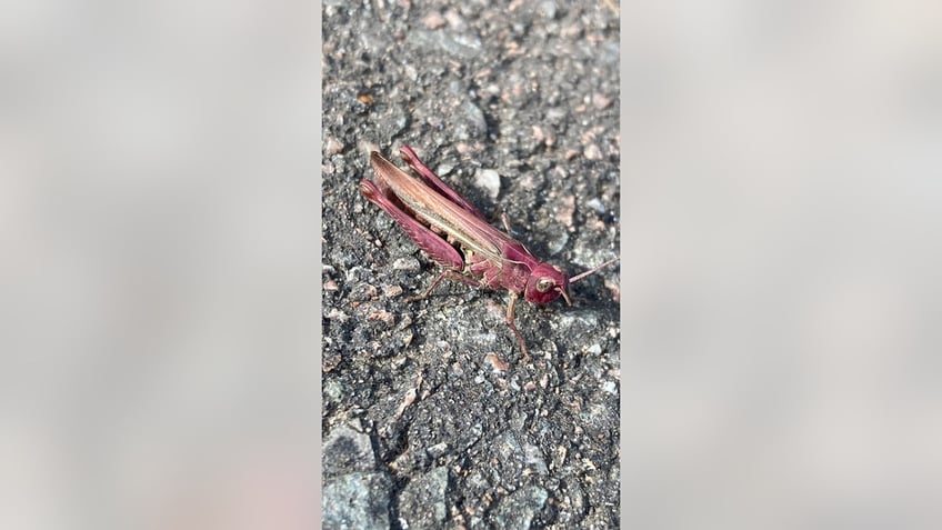 woman spots stunning pink grasshopper while on her lunch break walk theyre so rare