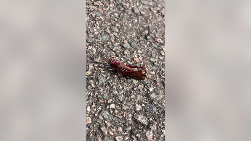 woman spots stunning pink grasshopper while on her lunch break walk theyre so rare