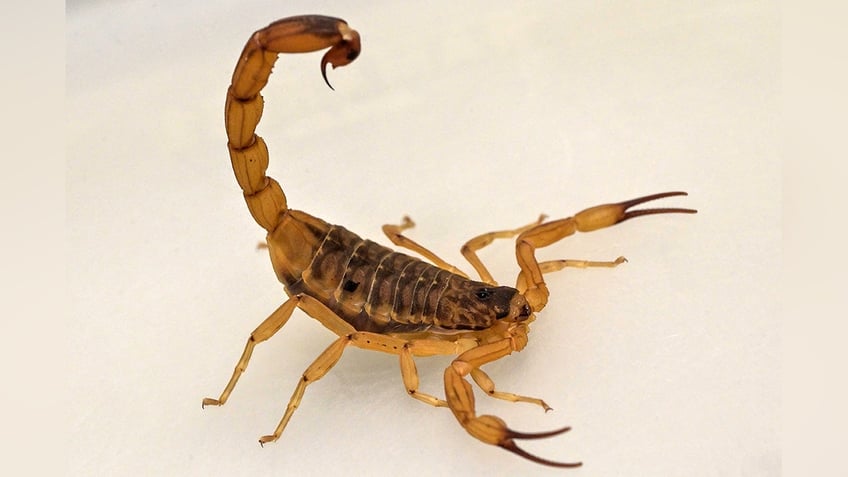 A Scorpion