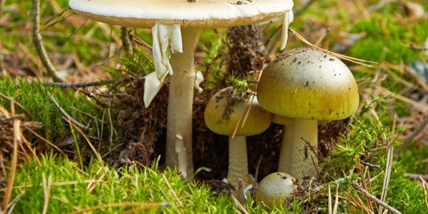 woman under investigation after poisonous mushroom meal killed her three former in laws