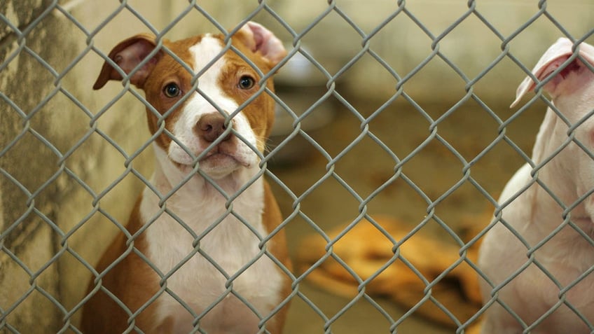 Dog Pound Puppy behind fence