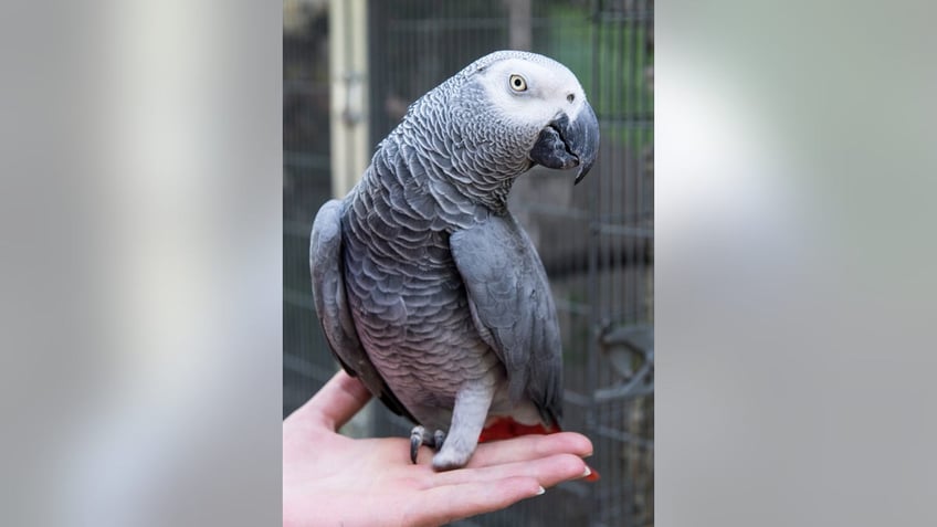 women sentenced to time in prison after they sadistically tortured pet parrot to death