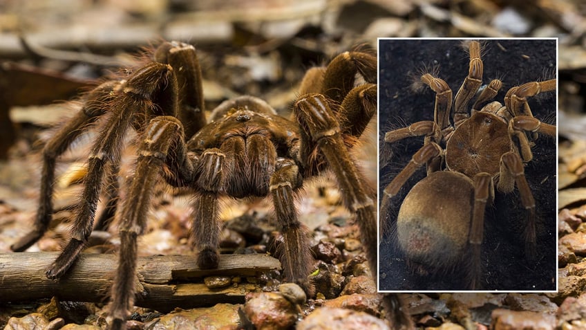 Two photos of a Goliath birdeater spider