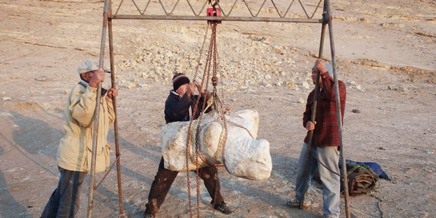 worlds heaviest animal may be ancient whale found in the peruvian desert scientists say