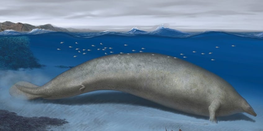 worlds heaviest animal may be ancient whale found in the peruvian desert scientists say