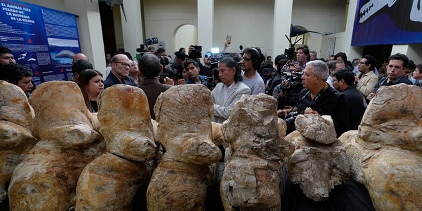 worlds heaviest animal may be ancient whale found in the peruvian desert scientists say