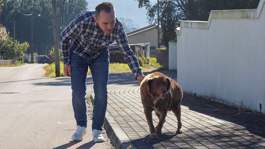 worlds oldest dog bobi dies at 31