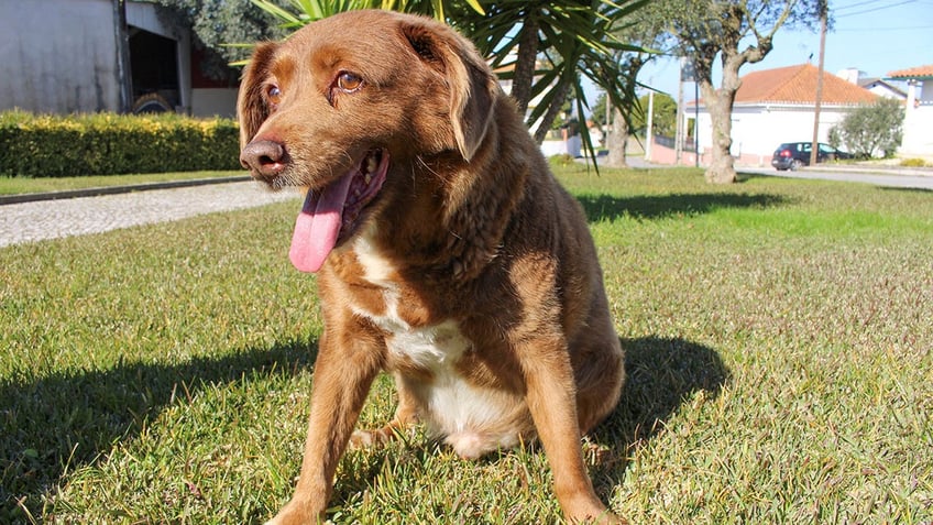 worlds oldest dog bobi dies at 31