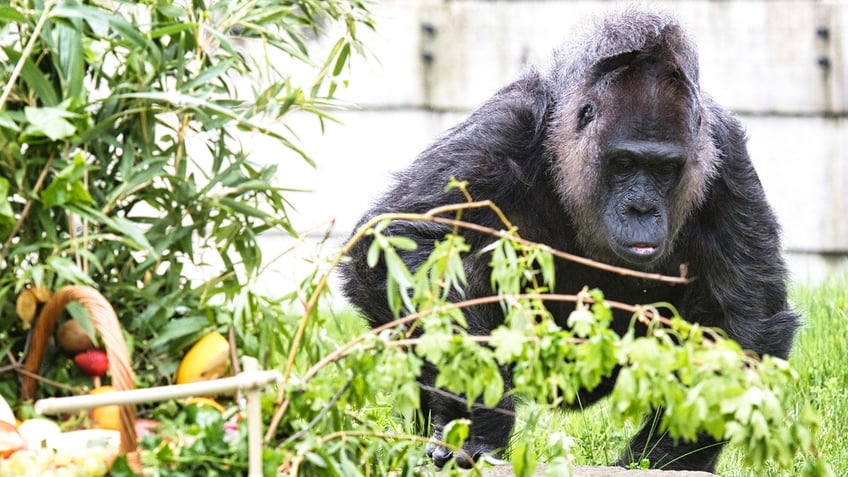 Fatou the gorilla