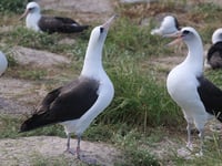 World's oldest known wild bird, Wisdom, is spotted courting new suitors