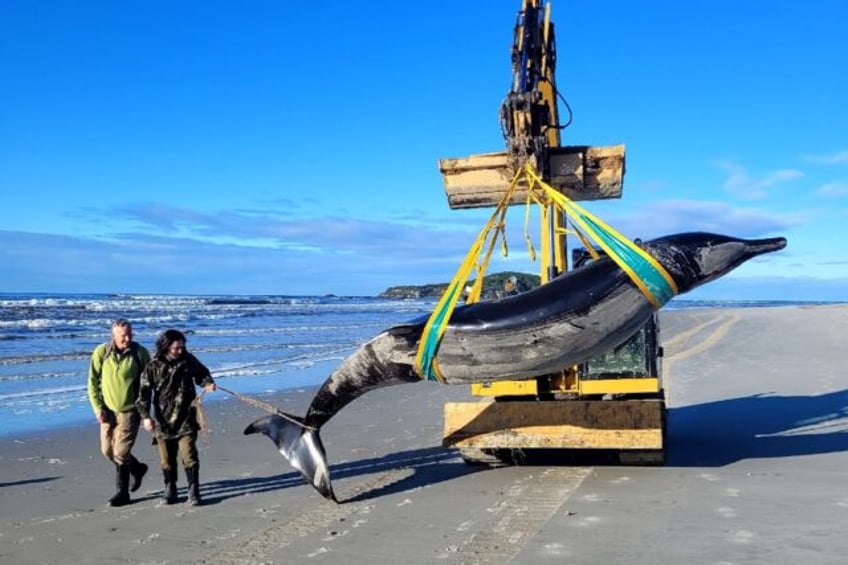 Since the spade-toothed whale was first described in 1874, just six samples have been docu