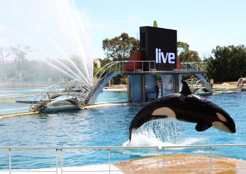 Happier days: Marineland in 2013
