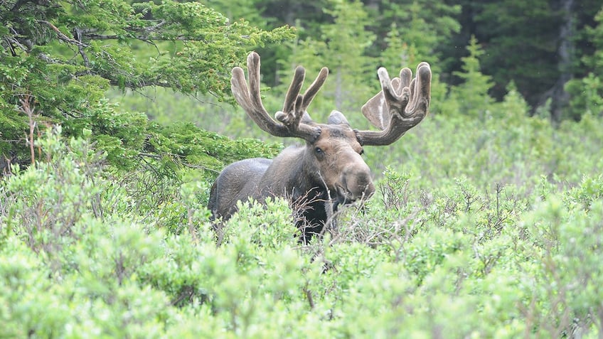 A moose with antlers