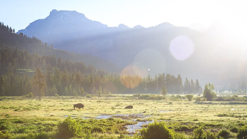 lamar valley yellowstone