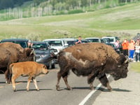 Yellowstone bison gores 83-year-old tourist, lifting her off the ground