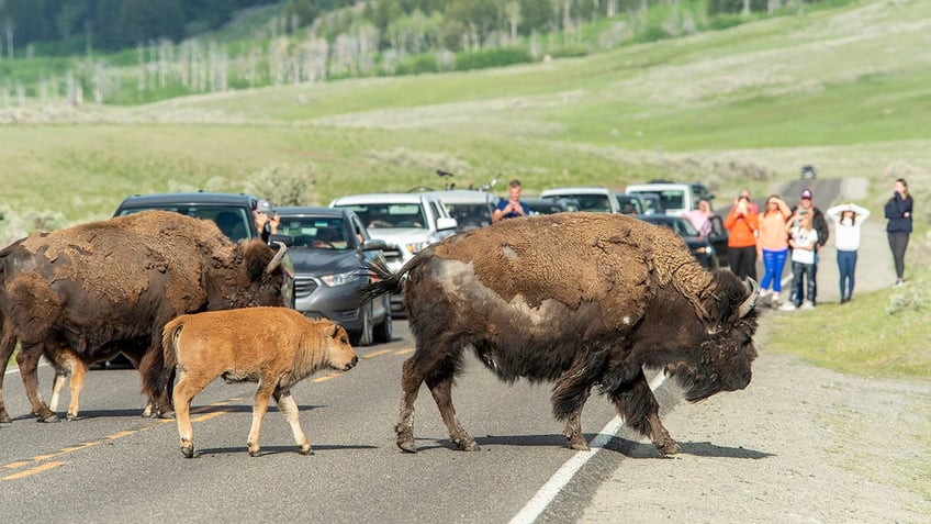 Bison in Yellowstone