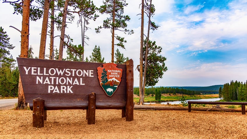 yellowstone national park finds 1st case of fatal brain disease after deer carcass tests positive