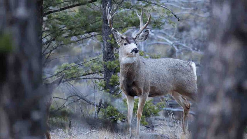 yellowstone national park finds 1st case of fatal brain disease after deer carcass tests positive