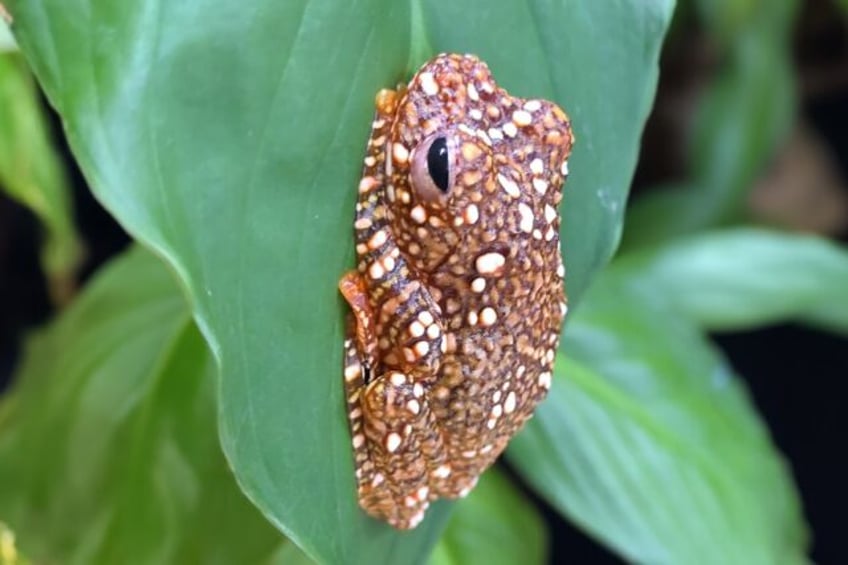 young frogs may camouflage selves as animal poo study