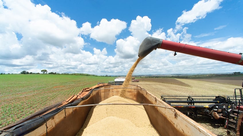 soybean harvest