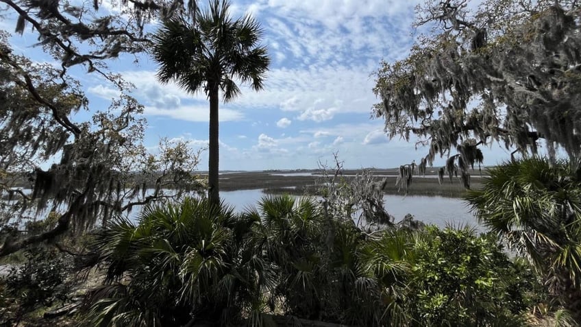 Cumberland Island wetlands and palm trees