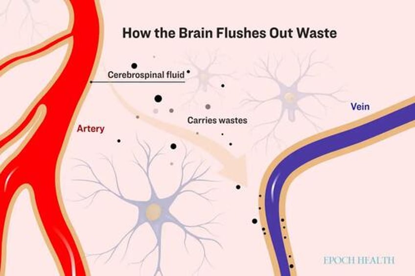 your brain flushes out waste every night heres how to help it clean up