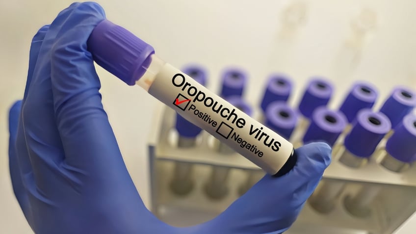 Oropouche virus