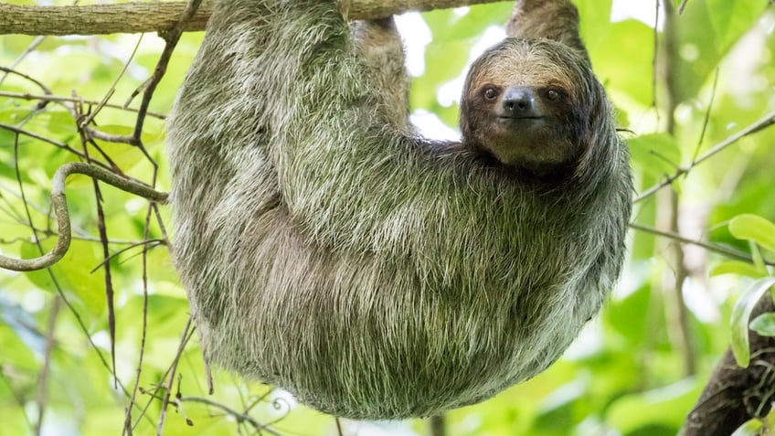 Three-toed sloth