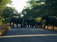 Zimbabwe to cull elephants and distribute meat to people