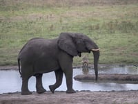 Zimbabwe to Kill Dozens of Elephants, Give Meat to People