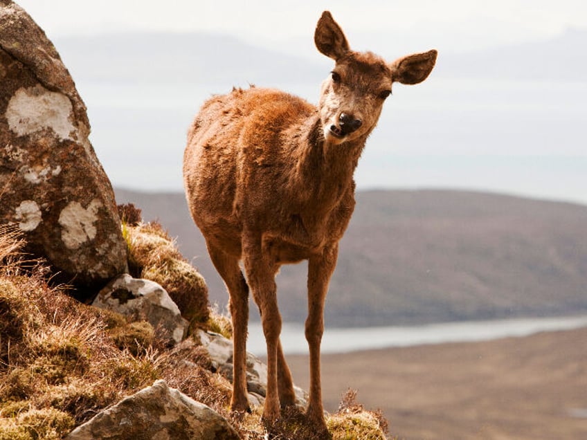 zombie deer disease confirmed at yellowstone national park