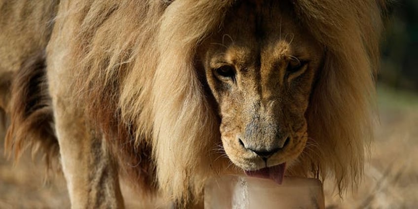 zoo animals in greece get served frozen meals to beat the heat