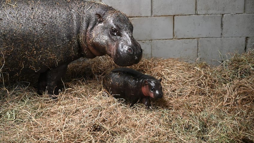 Baby hippo and her mom.