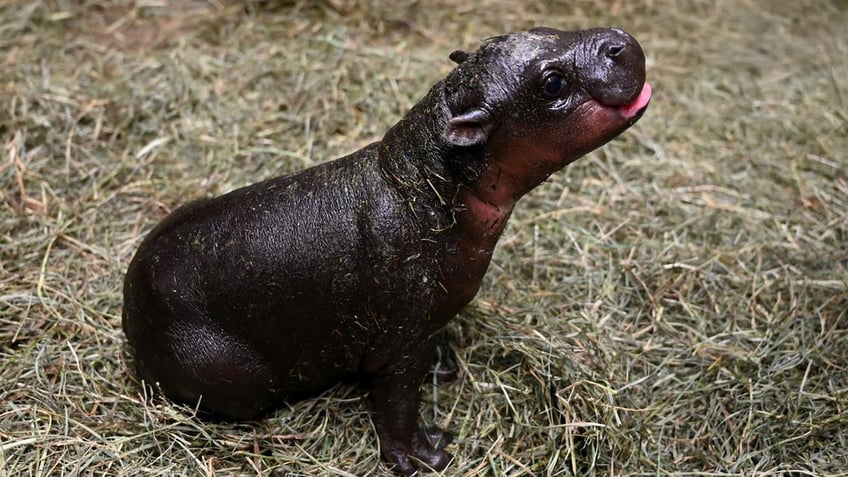 Baby pygmy hippo looking cute.